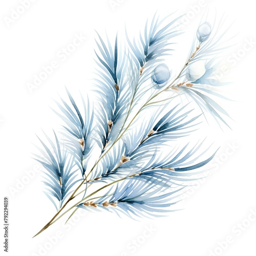 Watercolor blue spruce branch. Hand painted illustration on white background
