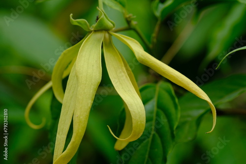 There are 2 main groups of ylang-ylang that are cultivated, namely the Cananga and Ylang-ylang groups. Cananga odorata. photo