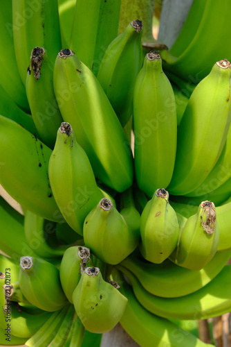 Pisang Ambon, Cavendish banana is a tropical fruit commodity that is very popular in the world, in Indonesia, this banana is better known as the Ambon White Banana. Unripe Ambon banana. Musa acuminata