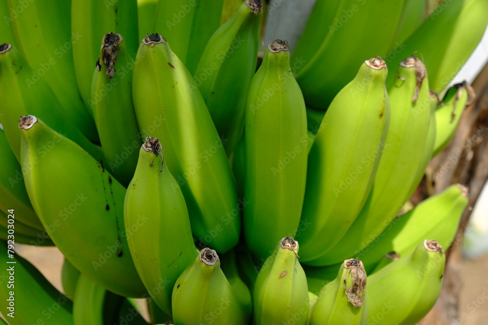 Pisang Ambon, Cavendish banana is a tropical fruit commodity that is very popular in the world, in Indonesia, this banana is better known as the Ambon White Banana. Unripe Ambon banana. Musa acuminata
