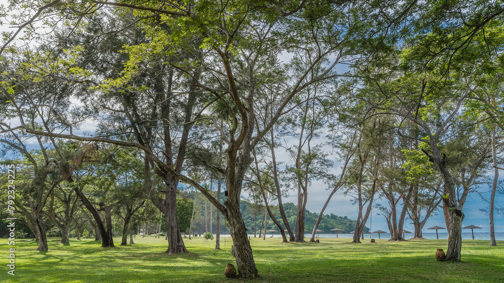 Sprawling deciduous trees grow on a green lawn. The urns are set on the grass. In the distance, behind the trunks, you can see the ocean, a row of sun umbrellas on the beach. Malaysia. Borneo. Sprawling deciduous trees grow on a green lawn. The urns are set on the grass. In the distance, behind the trunks, you can see the ocean, a row of sun umbrellas on the beach. Malaysia. Borneo.