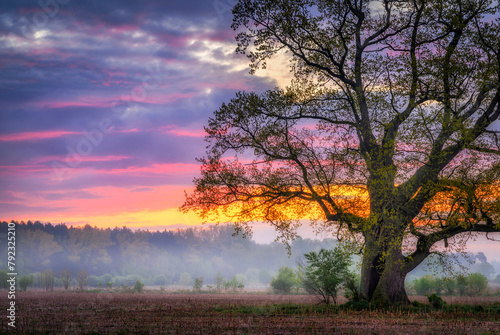 Old oak in the field during sunrise