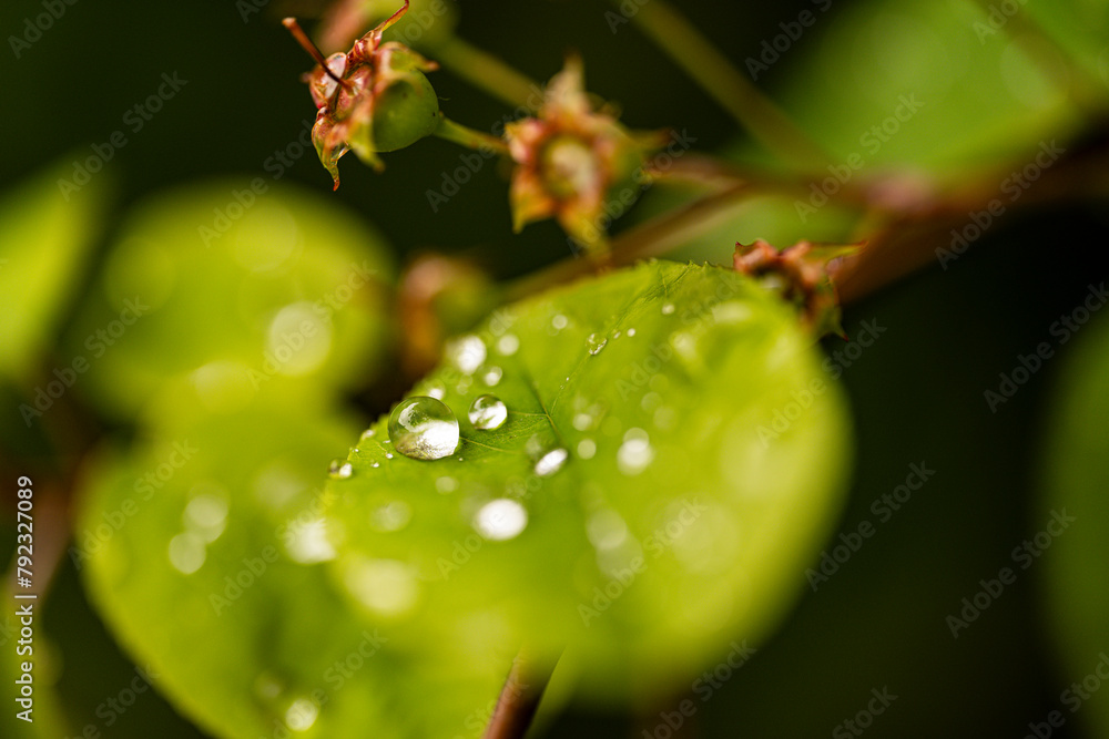 Wassertropfen auf einem grünen Blatt Wassertropfen auf einem grünen Blatt