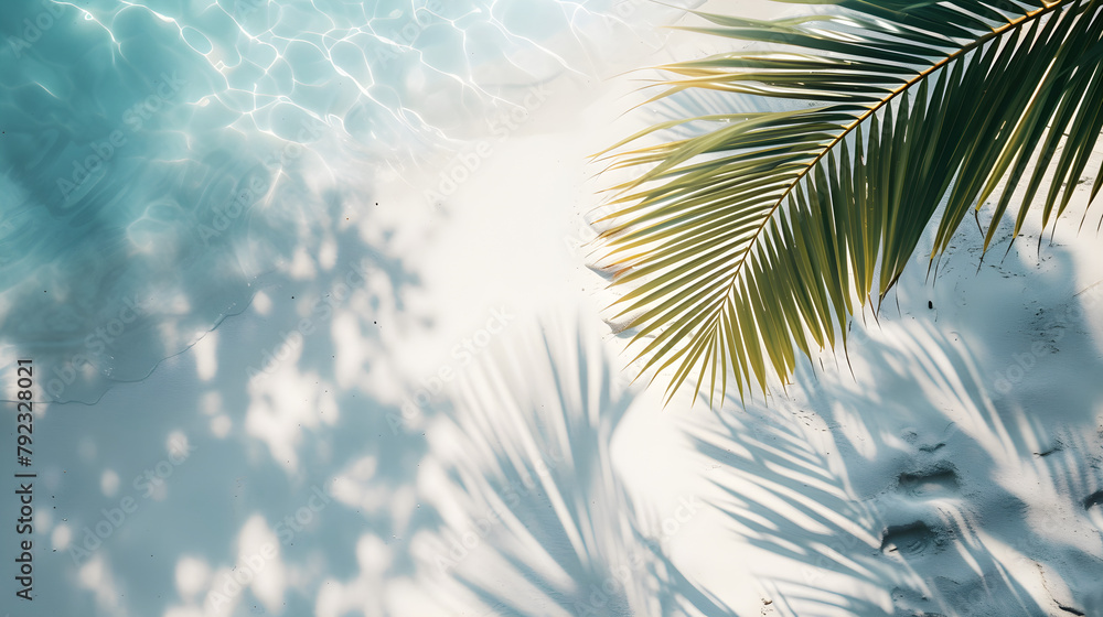 Fototapeta premium palm tree in the sun