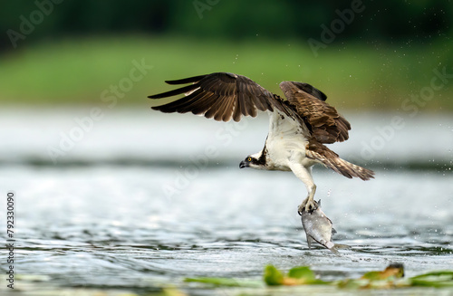 Osprey bird hunting on the lake © Piotr Krzeslak