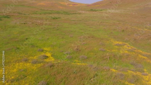 Gorman California, hills in spring with colorful wildflowers photo