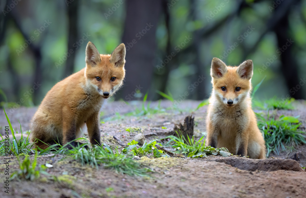 Naklejka premium Cute young red fox in the forest ( Vulpes vulpes )