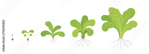 Lettuce plant growth stages. Growing cycle. Harvest progression. Vector illustration.