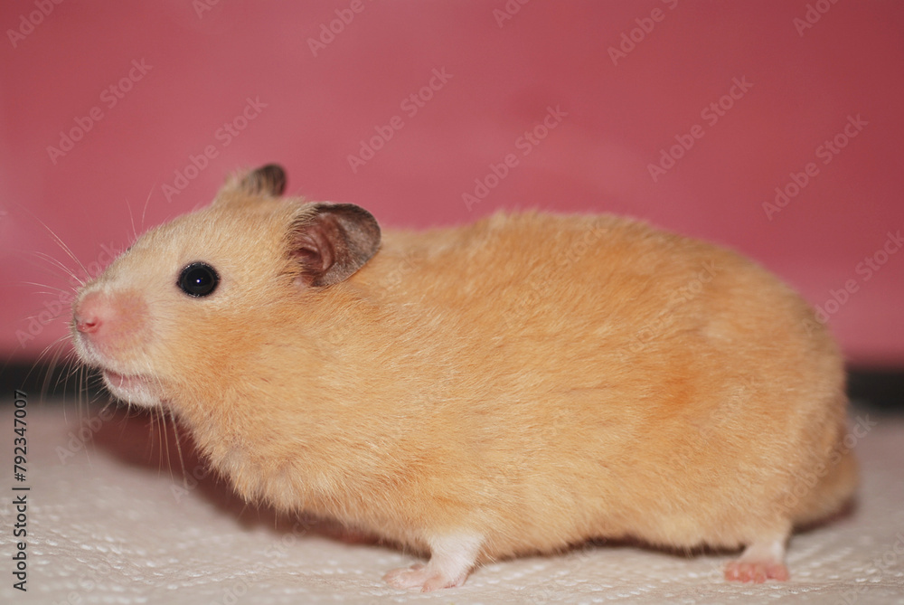 Golden hamster seen from the side Golden hamster seen from the side