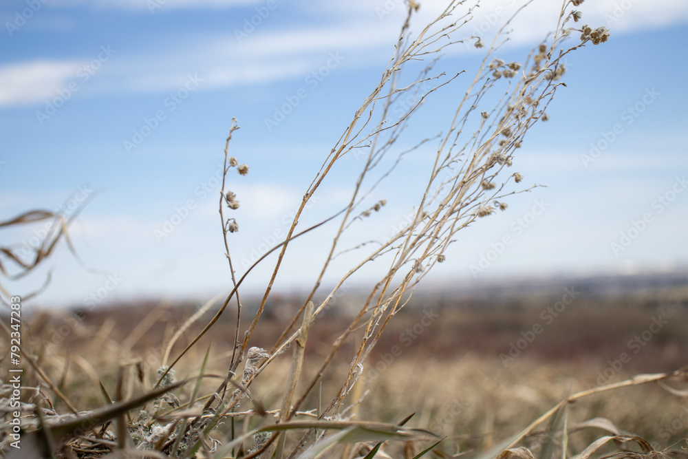 Blowing Grass in Field under Blue Sky Blowing Grass in Field under Blue Sky