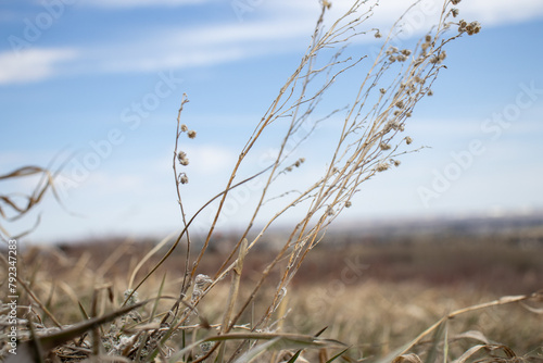 Blowing Grass in Field under Blue Sky