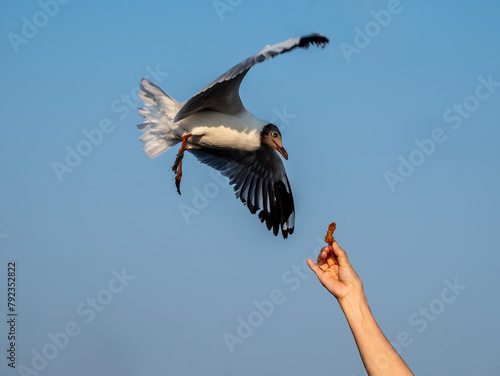 Asian traveler enjoy​ feeding​ seagull at Red Bridge, Samut Sakhon, Thailand.