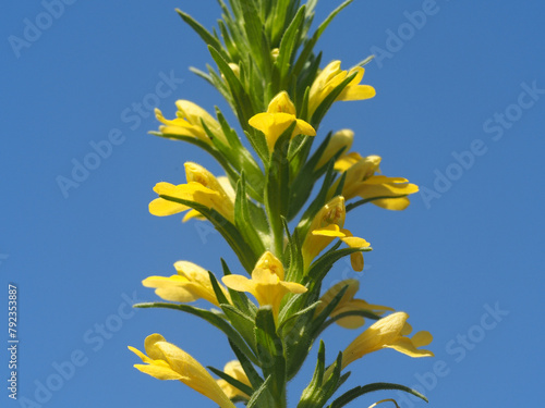 Yellow Glandweed (Bellardia viscosa)