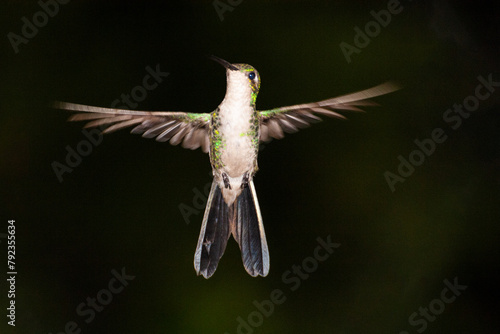 Colibrí y fondo oscuro