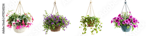 set of hanging plants on pot, Lobelia, Fuchsia, Petunia,  ivy, isolated on transparent background
