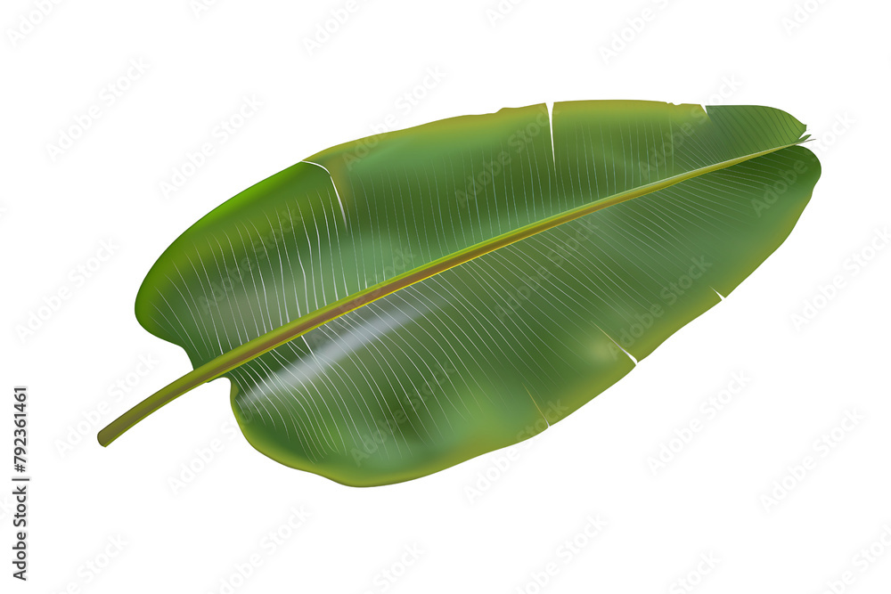 banana leaf isolated on transparent background banana leaf isolated on transparent background