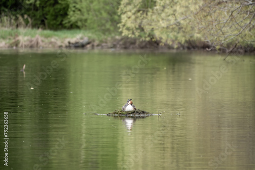 Great Crested Grebe, Podiceps cristatus, water bird sitting on the nest, nesting time on the green lake © Dmitrii Potashkin