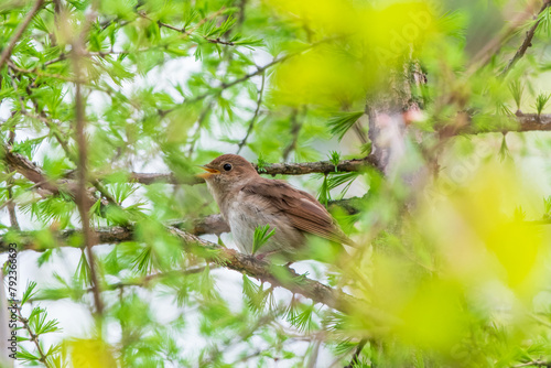 Thrush Nightingale, Luscinia luscinia. A bird sits on a tree branch and sings photo