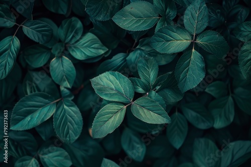 Nature of dark green leaf in garden. Natural green leaves plants using background cover page environment ecology or greenery wallpaper - generative ai © Nia™