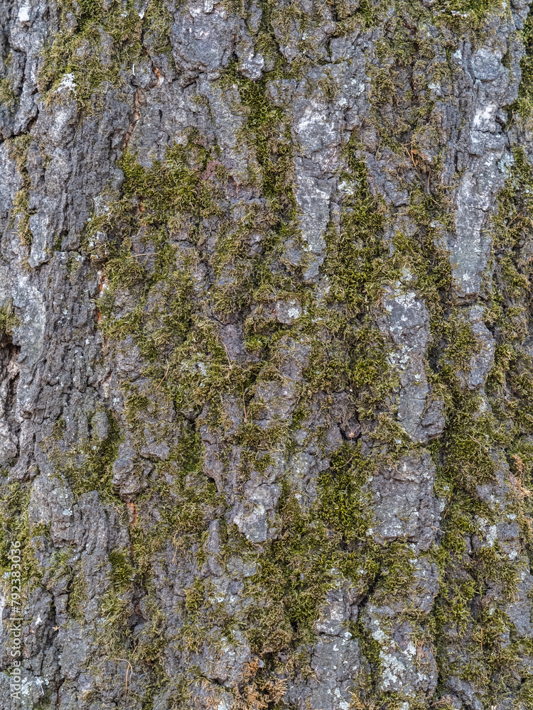 Texture of the bark of old maple tree Texture of the bark of old maple tree