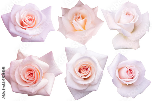 6 soft pink roses isolated on white background. Photo with clipping path.