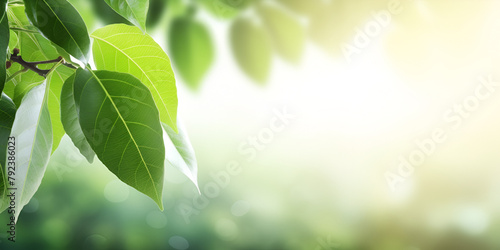 Green leaves background nature abstract for spring and summer season wallpaper background 