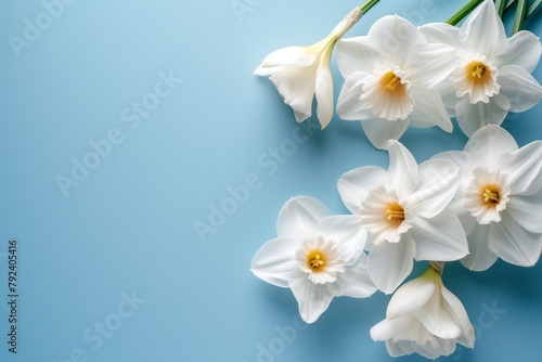 Selective focus on blue background banner with white narcissus flowers © LimeSky