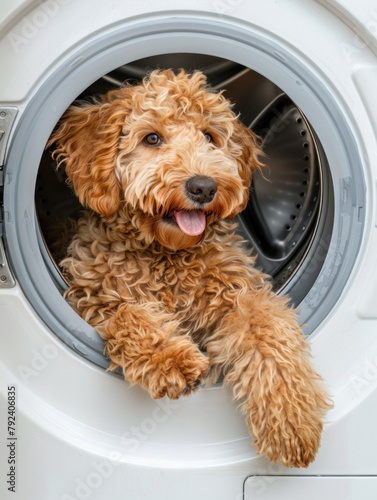 Golden Doodle dog puppy inside the washing