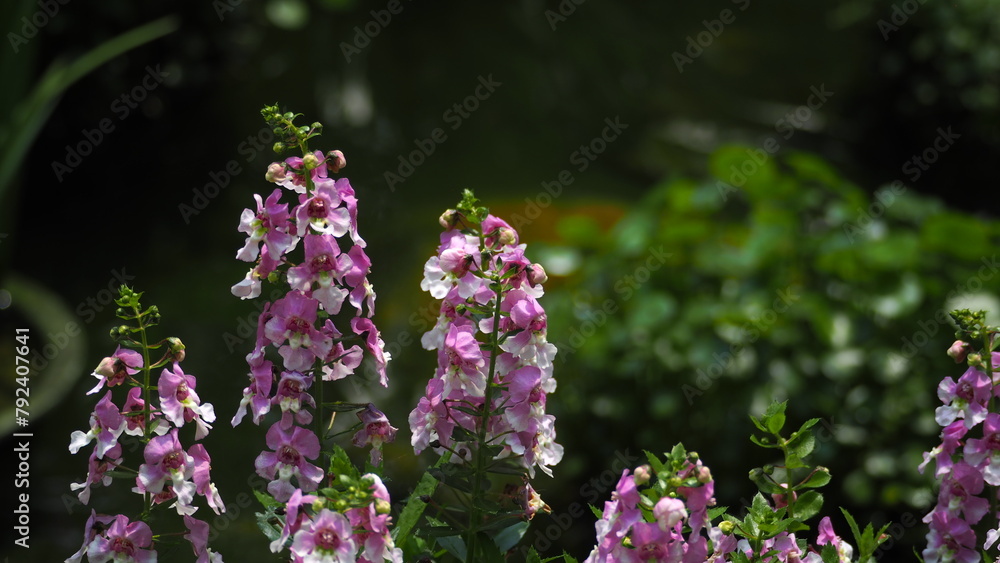Angelonia flowers with pink, violet and white petals in foreground, against a blurred bokeh background of green leaves Angelonia flowers with pink, violet and white petals in foreground, against a blurred bokeh background of green leaves