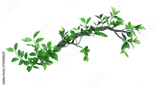 Realistic twisted jungle branch with Transparent Background