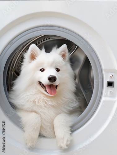 Samoyed dog puppy inside the washing