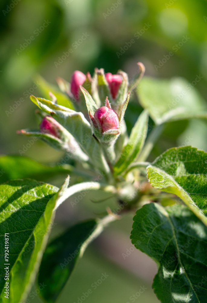 Flowers on an apple tree in spring. Close-up Flowers on an apple tree in spring. Close-up