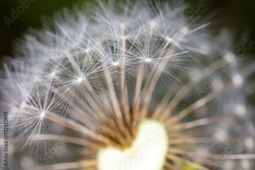 Fluff on dandelions as a background. Extreme macro