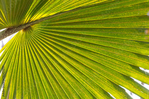 Palm leaves on nature in the park. Tropics