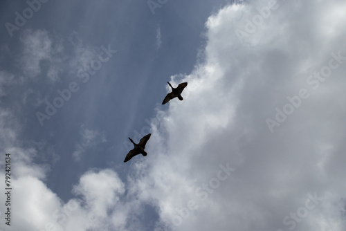 Clear Blue Sky with Flying Birds