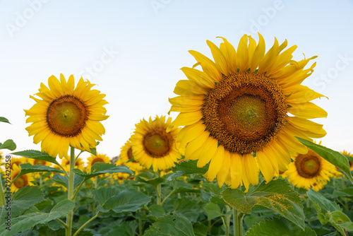 A sunflower is a tall  bright yellow flower that is native to North America. It has a large  round head with many small petals