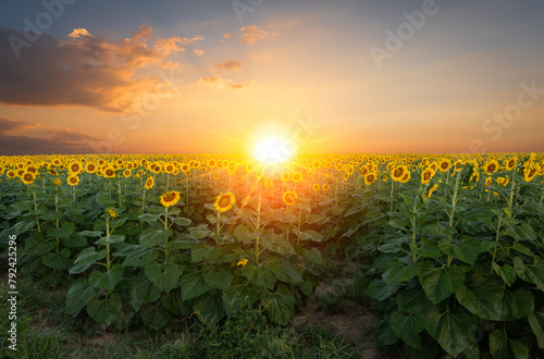 A sunflower is a tall, bright yellow flower that is native to North America. It has a large, round head with many small petals