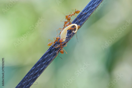 Close-up of weaver ants carrying food on the rope