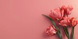 Three Pink Tulips on Pink Background
