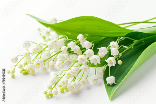 Zoom in on lily of the valley flowers against white backdrop