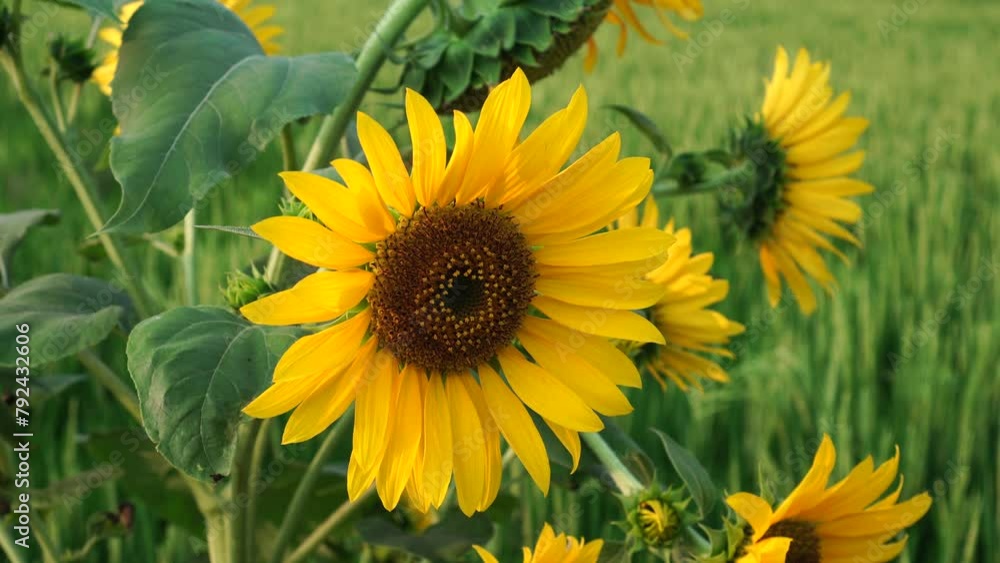 sunflowers in the garden sunflowers in the garden