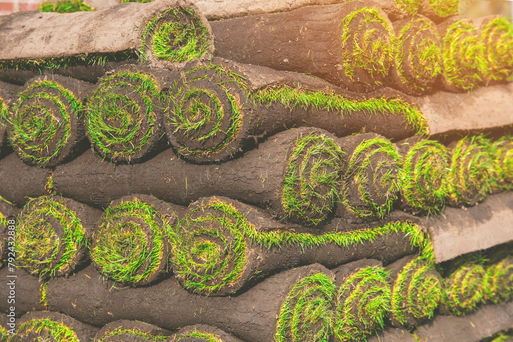 Pallet with rolls of sod turf grass. The rolled grass lawn is ready for ...