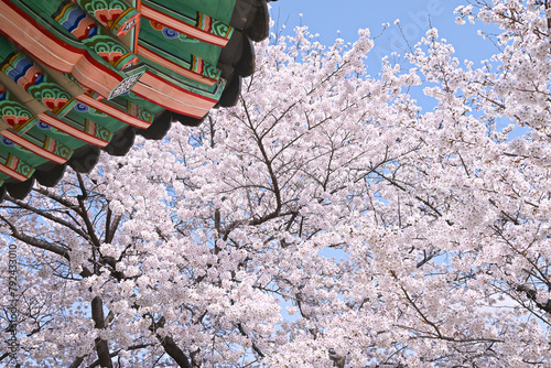 韓国 伝統模様の屋根と桜