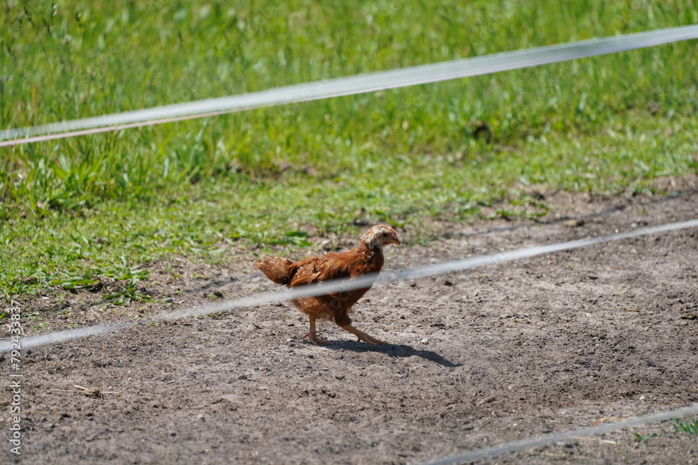 A flock of chickens roam freely in a lush green paddock in the netherlands