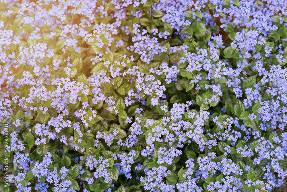 Natural background of small blue flowers 