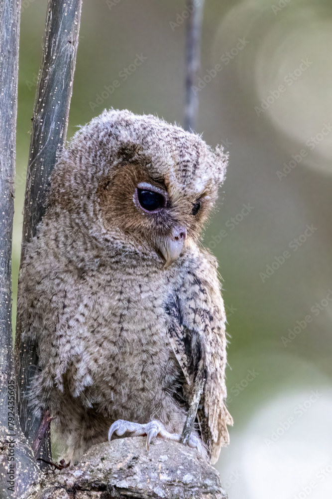 Beautiful bird in Asian, It is a kind of bird found in Thailand. Beautiful bird in Asian, It is a kind of bird found in Thailand.