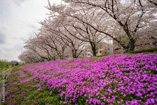 横浜の風景　鴨居駅周辺の桜 photo