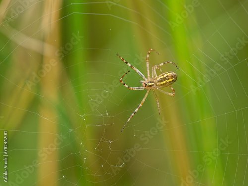 A wasp spider sitting in its web