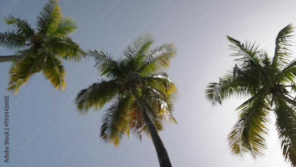 Looking up at palm trees against a blue sky. Gently swaying in the breeze. Looking up at palm trees against a blue sky. Gently swaying in the breeze.