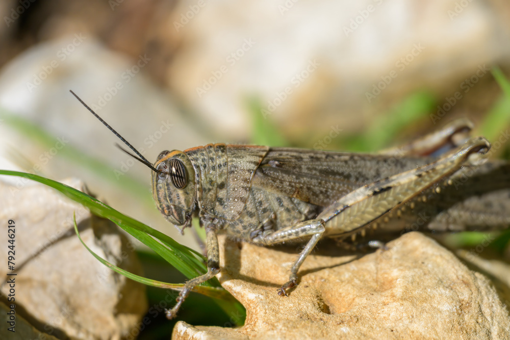 An Egyptian Locust sitting on a small stone An Egyptian Locust sitting on a small stone